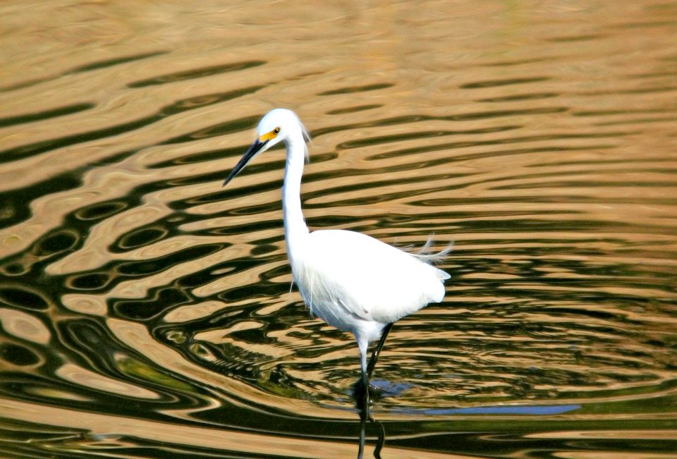 188 - SNOWY EGRET (11-16-07) atscadero, sloco, ca (1)