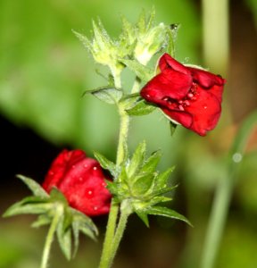 CINQUEFOIL, THURBER'S (Potentilla thurberi) (8-9-11) madera canyon, scc, az -01a1