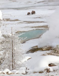 Bison in Porcelain Basin at Norris Geyser Basin