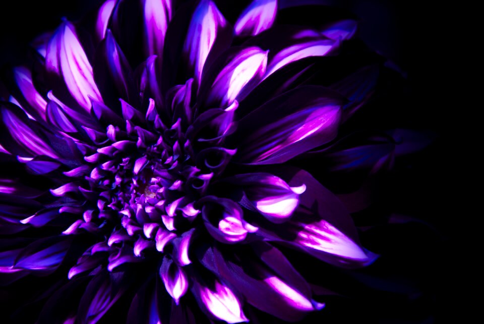 Bloom ornamental flower purple