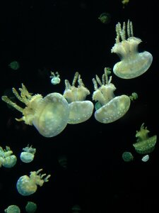 Aquarium vancouver jelly