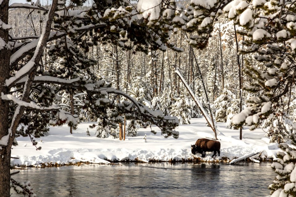 Bison grazes along the Firehole River