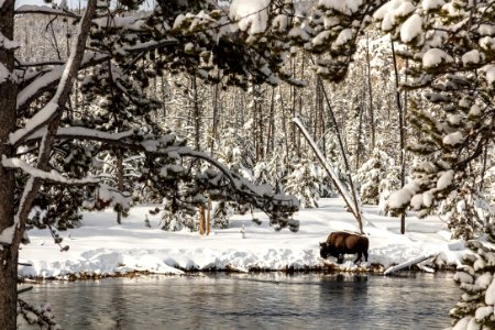 Bison grazes along the Firehole River