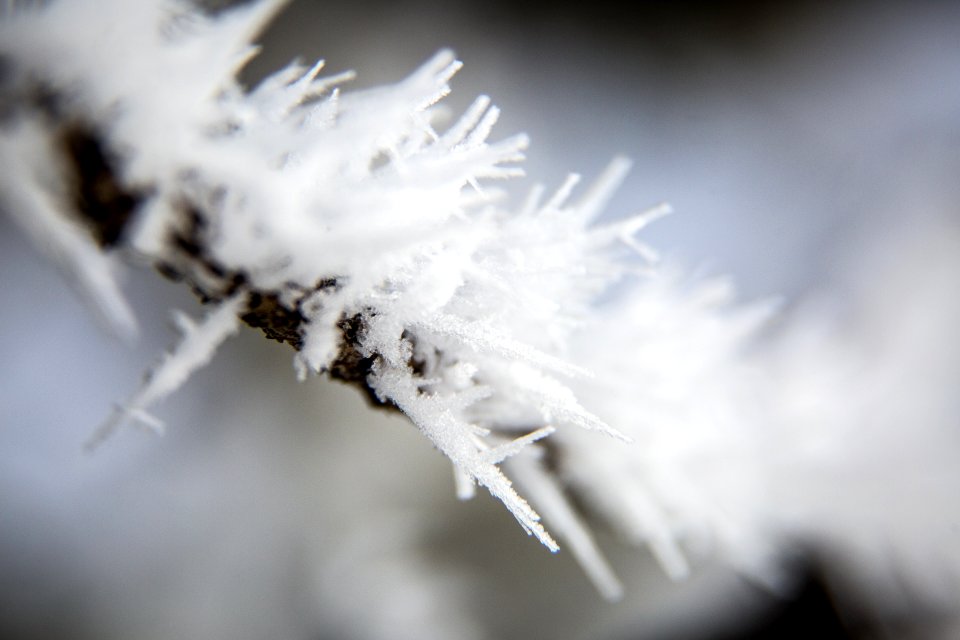 Rime ice photo