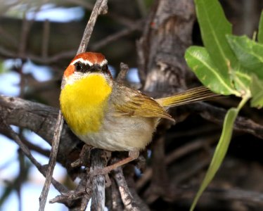 845 - RUFOUS-CAPPED WARBLER (5-8-2020) guindani trail, whetstone mts, cochise co, az -02