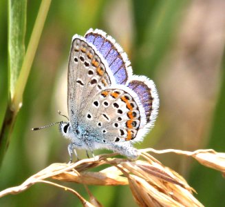 BLUE, MELISSA (Plebejus melissa) (7-25-2015) rte 90 just at utah border, montrose co, co -03