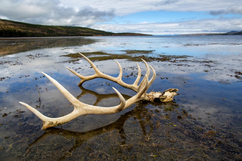 Elk skull, Yellowstone Lake