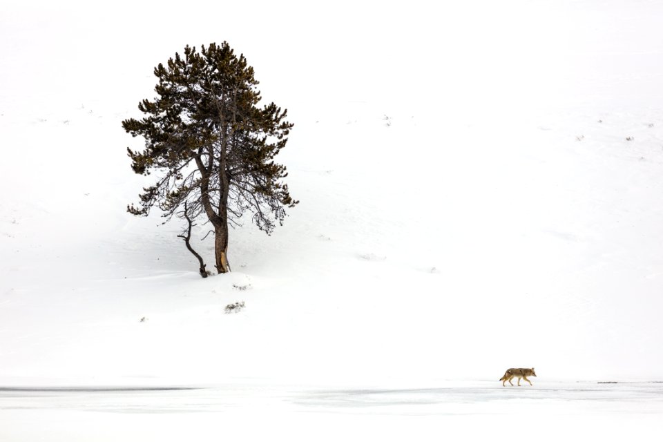 Coyote and Tree in Hayden Valley
