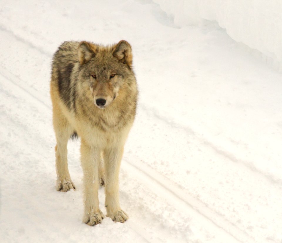 Wolf from the Canyon pack standing on road near Norris taken from snowcoach through the glass window