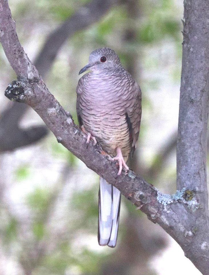 435 - INCA DOVE (10-21-2020) ashby ranch, edwards county, tx-01