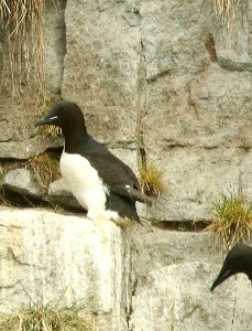 401 - THICK-BILLED MURRE (6-16-2019) northwest glacier tour, kenai fjords nat park, out of seward, ak -06
