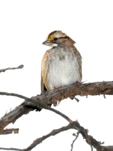 895 - WHITE-THROATED SPARROW (12-22-2015) pena blanca lake, santa cruz co, az -01