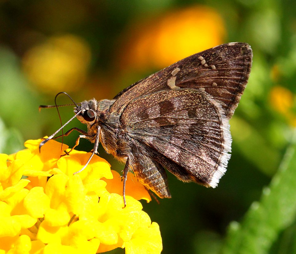 SKIPPER, ACACIA (Cogia hippalus) (8-31-11) 78 circulo montana, patagonia lake ranch estates, scc, az -02