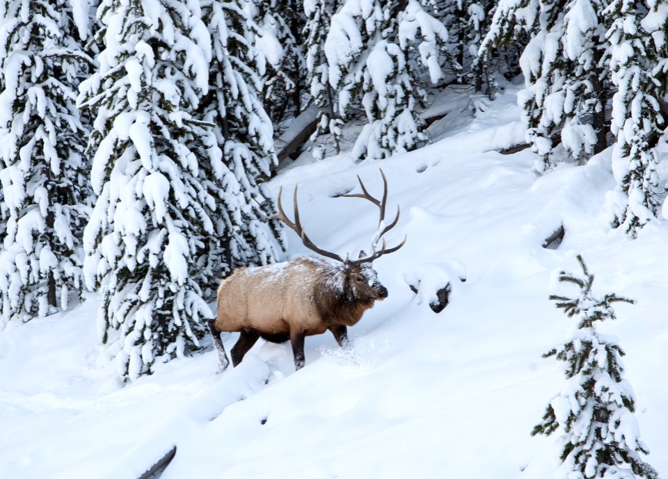Bull elk by Obsidian Creek in snow