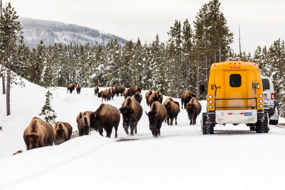 Snowcoaches pass a group of bison near Norris Geyser Basin Overlook