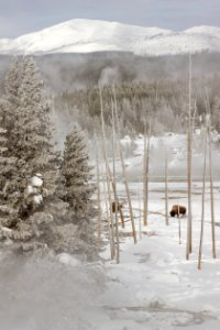 Bison in Porcelain Basin at Norris Geyser Basin