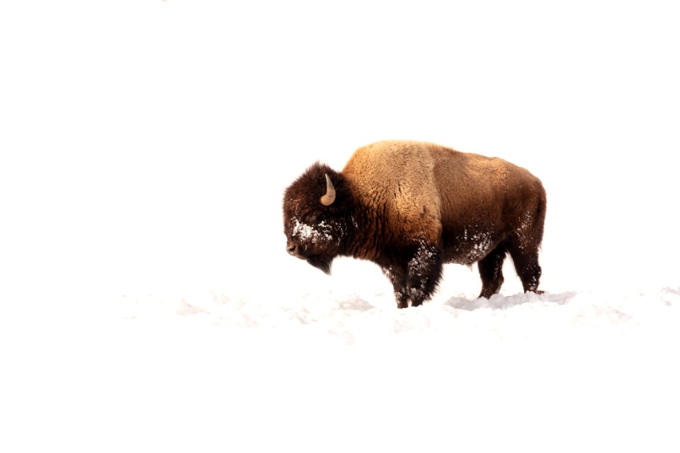 Portrait of a bull bison on a sunny winter day