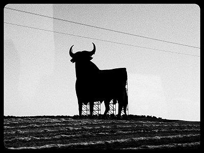 Bull..Bull..Bull.. photo