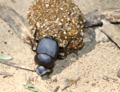 DUNG BEETLE, sp (Canthon, sp) (9-13-10) patagonia lake state park, scc, az -01