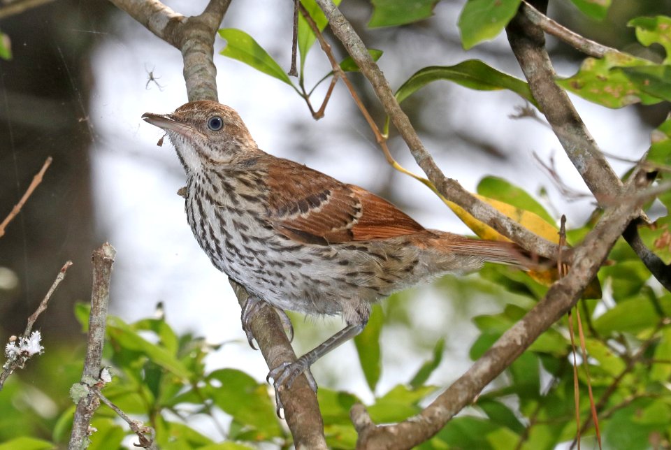764 - BROWN THRASHER (6-6-2017) juvenile, croatan nat forest, carteret co, nc -02