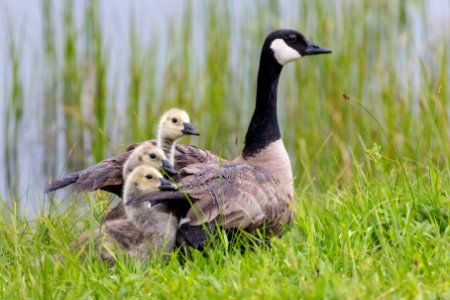 Mother Canada goose (Branta canadensis) and goslings photo