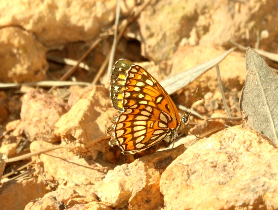 CHECKERSPOT, THEONA (Chlosyne theona) (8-12-2018) upper humboldt canyon, patagonia mts, santa cruz co, az -03
