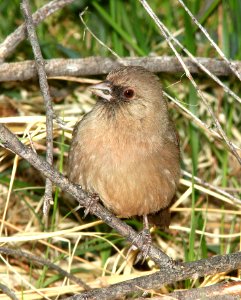865 - ABERT'S TOWHEE (4-6-11) patagonia lake state park, scc, az  (3)