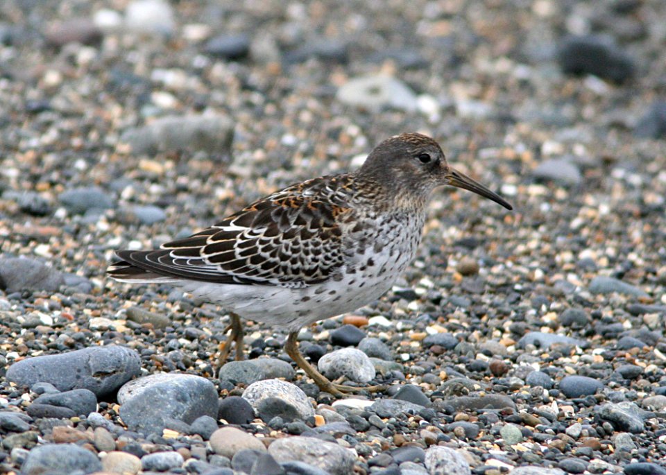 SANDPIPER, ROCK (8-29-08) gambell, ak -02