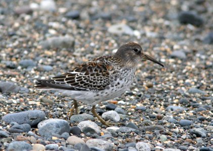 SANDPIPER, ROCK (8-29-08) gambell, ak -02