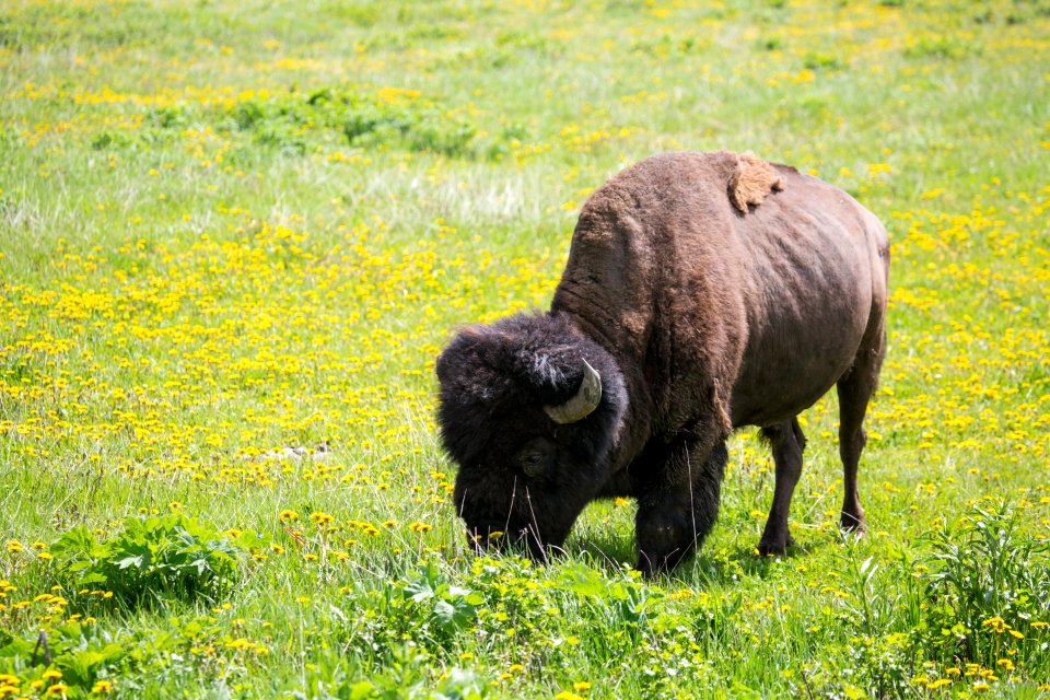 Bull bison, Lamar Valley