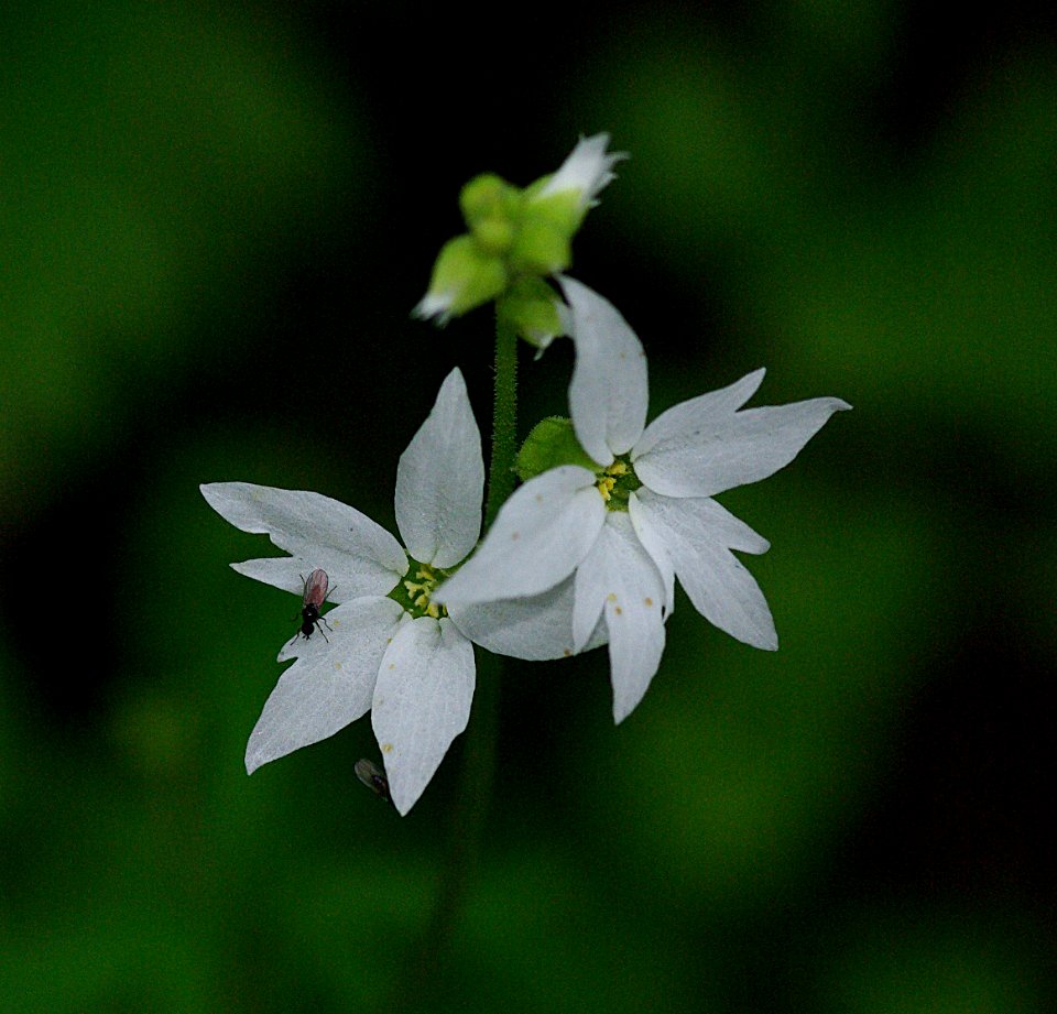 WOODLAND STAR (lithophragma affine) (4-6-07) cerro -2