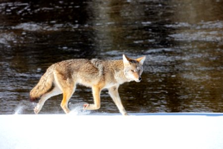 A coyote trots along the Madison RIver in search for food photo