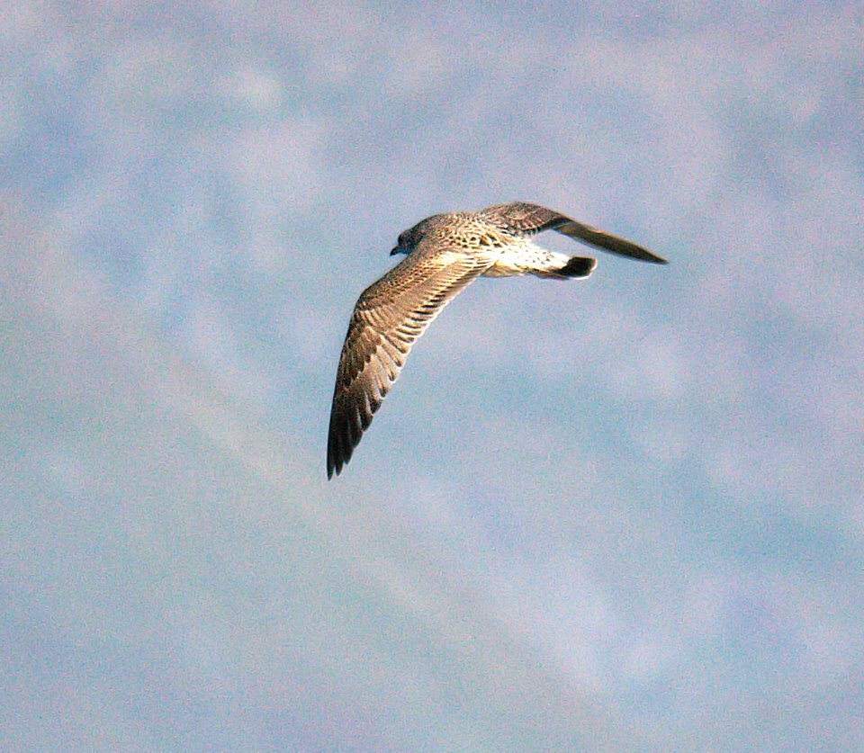 359 - KAMCHATKA MEW GULL (9-06) attu, ak (4)