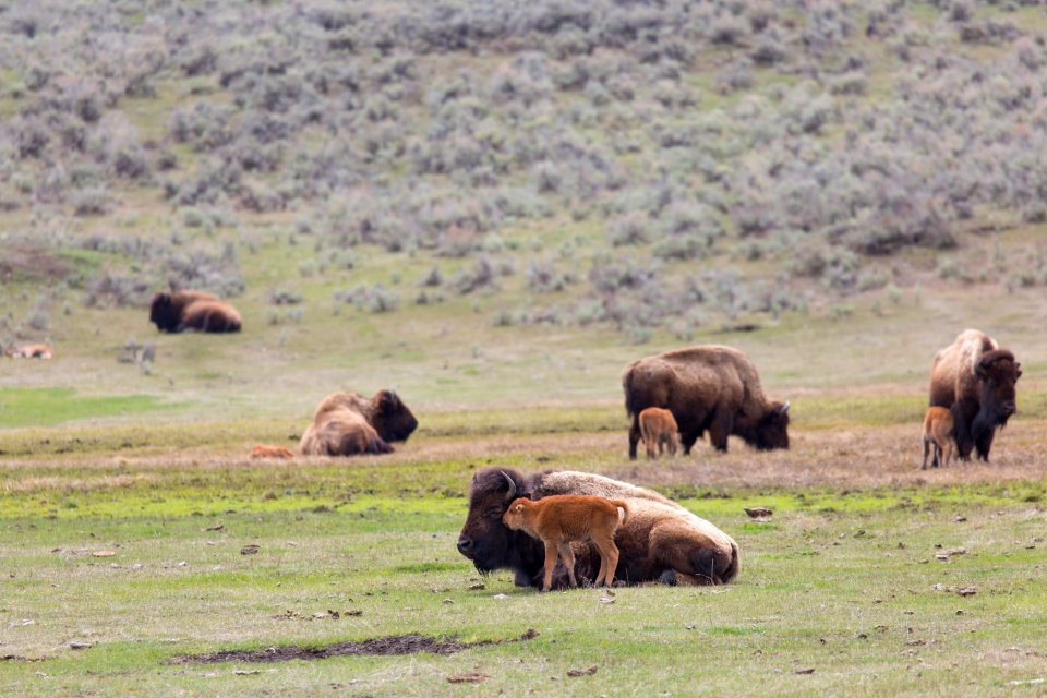 Bison cows & calves, Lamar Valley