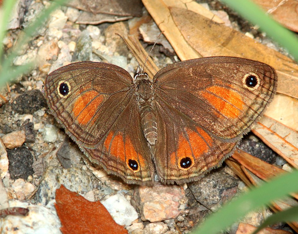 SATYR, RED (Megisto rubricata) (7-12-12) madera cyn, scc, az -01