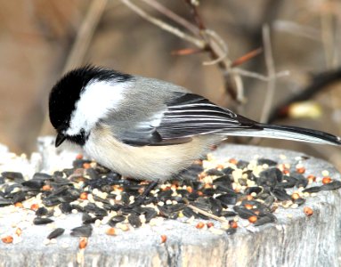 672 - BLACK-CAPPED CHICKADEE (11-29-09) farmington, nm  (6)