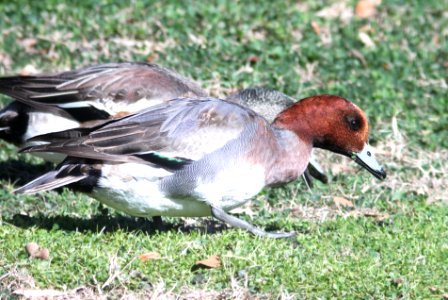 026 - EURASIAN WIGEON (1-30-13) thunderbird park, phoenix, maricopa co, az  (1)