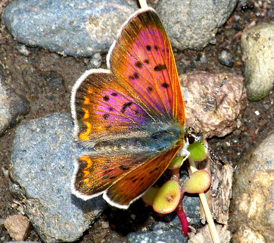 COPPER, PURPLISH (lycaena helloides) (8-7-08) fem, blanco creek, co