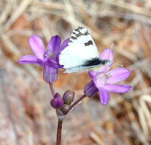 MARBLE, DESERT (Euchloe lotta) (3-31-2018) lake patagonia ranch estates, santa cruz co, az -01