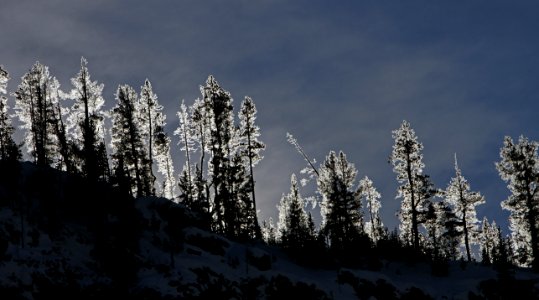 Frosted trees at sunrise photo
