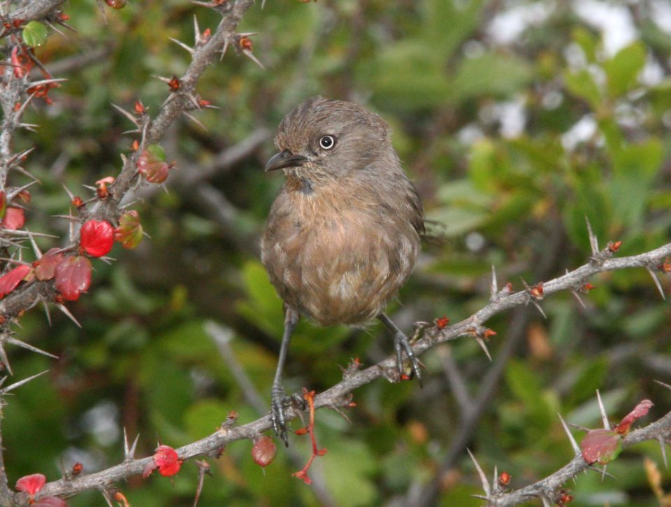 WRENTIT (6-10-09) tv tower rd -02