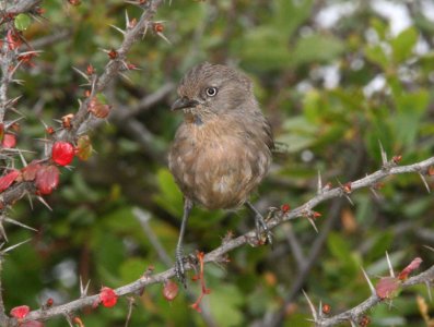 WRENTIT (6-10-09) tv tower rd -02