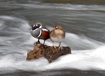 Harlequin ducks