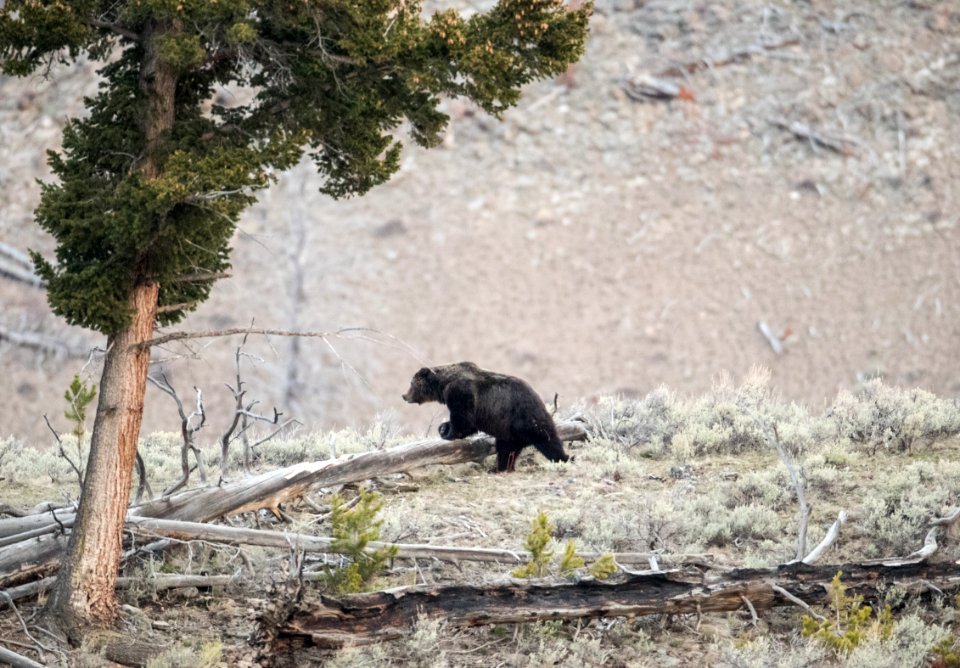 Grizzly bear on Blacktail Deer Plateau
