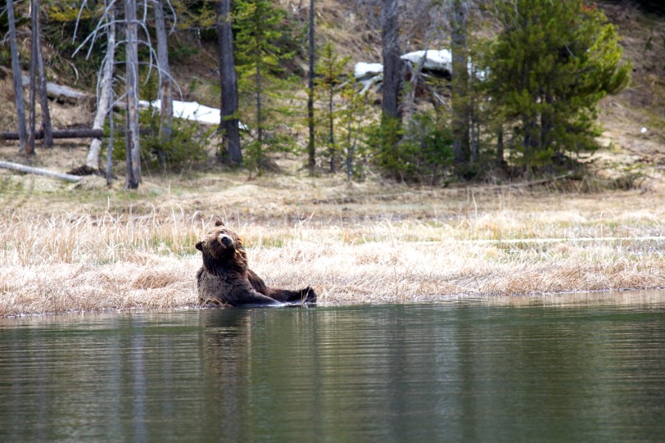 Grizzly bear soaking in a wetland
