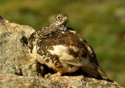 083 - WHITE-TAILED PTARMIGAN (7-12-2019) medicine bow bend, rock mt national park, grand co, co -10