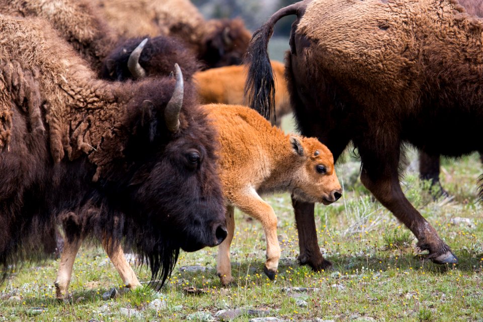Moving with the herd, Lamar Valley