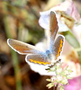 BLUE, ACMON (plebejus acmon) (6-2-10) carrizo plain, slo co, ca -01