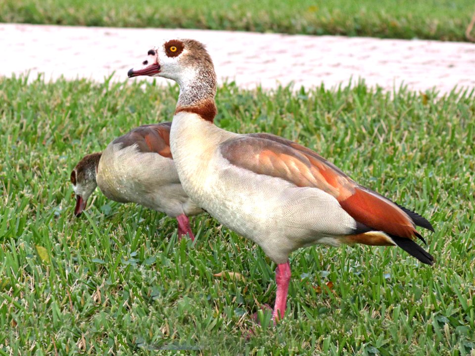 021.5 - EGYPTIAN GOOSE (1-31-2016) miami-dade co, fl -05
