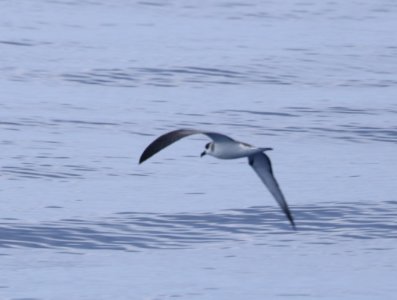 JUAN FERNANDEZ PETREL (9-15-2017) kona pelagic trip, kona, hawai'i co, hawaii -03